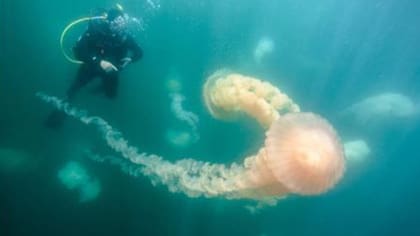 Advierten que no son peligrosas las medusas que llegaron a Puerto Madryn