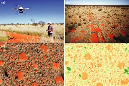 Los investigadores filmaron los "círculos de hadas" cerca de la ciudad minera de Newman, en la región australiana de Pilbara