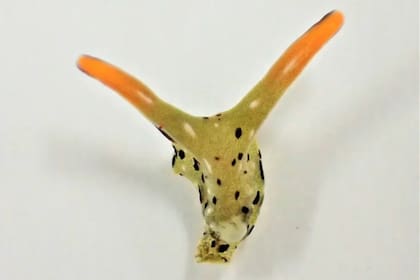 Los investigadores hicieron el descubrimiento por casualidad cuando vieron que uno de los moluscos se desplazaba sin su cuerpo