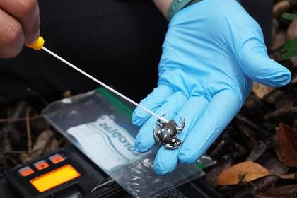 Los investigadores observan y toman muestras de un ejemplar