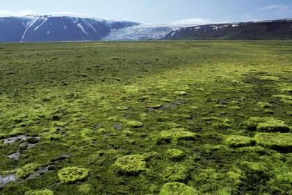 Los investigadores recolectaron muestras en 46 glaciares en retroceso.