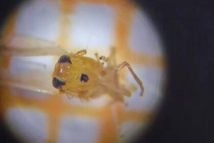 Los investigadores recomendaron el monitoreo, principalmente sobre trigo y setaria