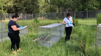 Los investigadores toman datos para ver cómo cambian los cuerpos durante varias semanas