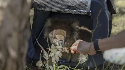 Los investigadores utilizan hojas de eucalipto para animar a una koala a salir de su jaula tras un chequeo de salud