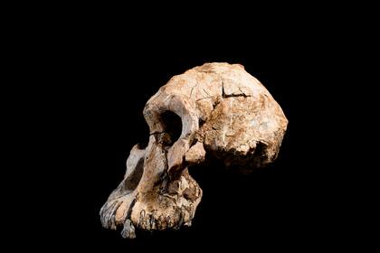 Los investigadores utilizaron características morfológicas del cráneo para identificar qué especie representa el fósil. 