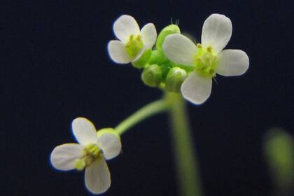 Los investigadores utilizaron la Arabidopsis thaliana, que es una "planta modelo" para los científicos, ya que pueden ser fácilmente manipuladas genéticamente