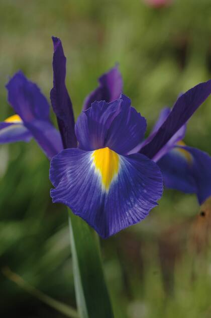 Los Iris xiphium o lirios españoles forman el grupo de los Iris que tienen bulbos verdaderos