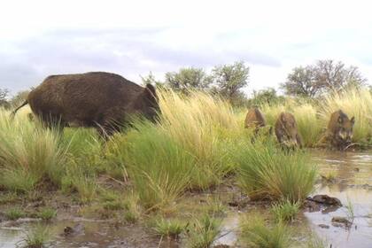 Los jabalíes se reproducen unas cuatro veces por año
