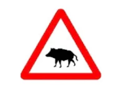 Los jabalíes son recurrentes en la península ibérica