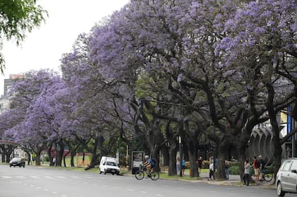 Hay unos 14.301 ejemplares repartidos entre veredas, parques y plazas que comenzaron a florecer