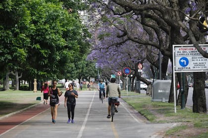 Más hacia el centro porteño, en las Avenidas 9 de Julio y San Juan. En Chacarita pueblan el Parque Los Andes. Y por supuesto también están dentro en el Jardín Botánico Carlos Thays.
