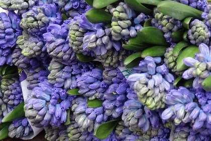 Los jacintos y otras flores de bulbo son algunas de las plantas más vendidas.