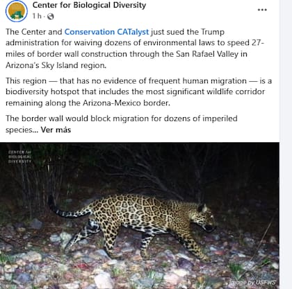 Los jaguares desaparecerán de EE.UU. si se construye el muro en Arizona. Facebook / Center for Biological Diversity