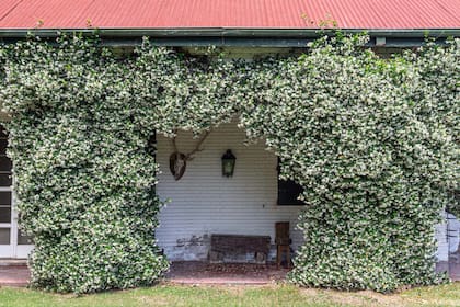 Los jazmines prefieren temperaturas moderadas y no toleran bien las heladas