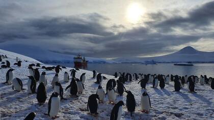 Los juanito son la tercera especie de pingüinos más grandes, después de los emperador y los pingüino rey.