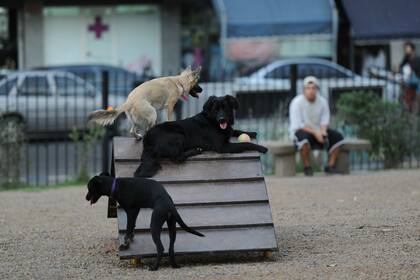 Los juegos sirven para que los perros se mantengan en forma