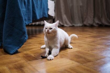 Los juguetes son una gran ayuda para entretener a los gatos (Foto Pexels)