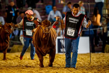 Los jurados a cargo de elegir a los grandes campeones Brangus serán Martín Zuza para la Gran Nacional y Gastón García para la Nacional del Ternero