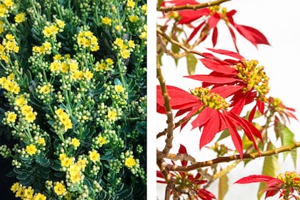 Los kalanchoes y la estrella federal son dos variedades que florecen en invierno, cuando la mayoría de las plantas entra en un estado de reposo