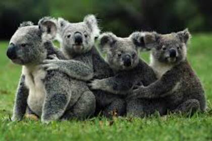 Los koalas buscan cobijo en árboles más frondosos que los eucaliptos, por el extremo calor registrado