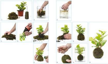 Los kokedamas son bolitas de musgo que contienen al sistema de raíces de las plantan y reemplazan a las macetas. Mantienen la humedad y ocupan poco espacio.