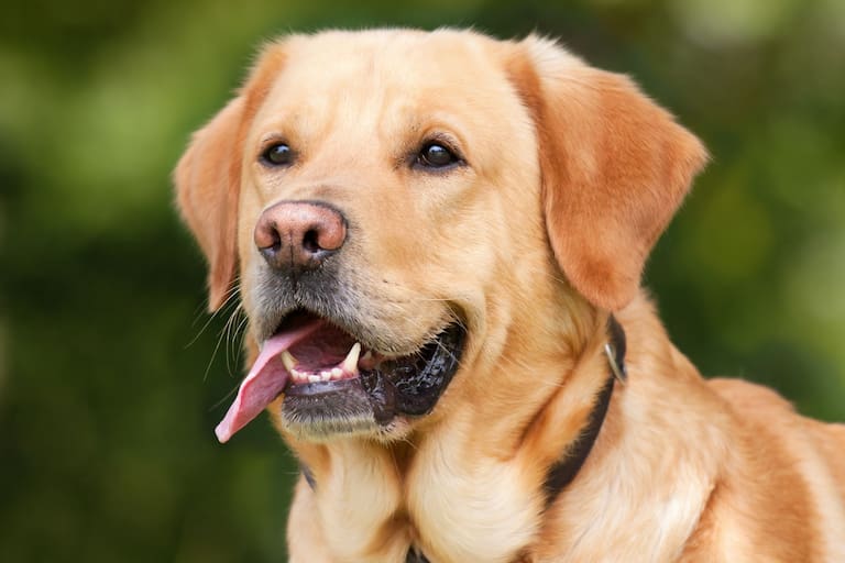 Qué es la osteoartritis y qué razas de perros la sufren