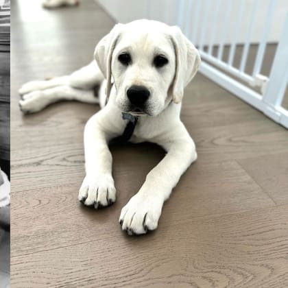 Los labradores tienen una personalidad cariñosa y especial