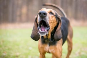 Por qué los perros no les ladran a todas las personas