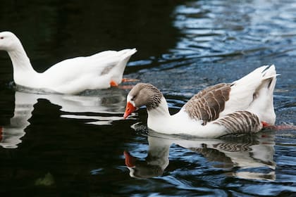Los lagos de Palermo presentan la mayor biodiversidad de la zona con al menos 160 especies visualizadas en los últimos años