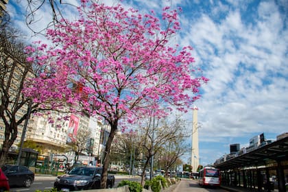 Los lapachos adornan los canteros de la 9 de Julio