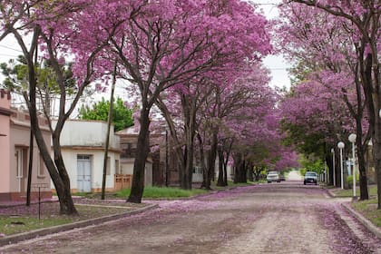 Los lapachos en flor en Aldea Protestante.