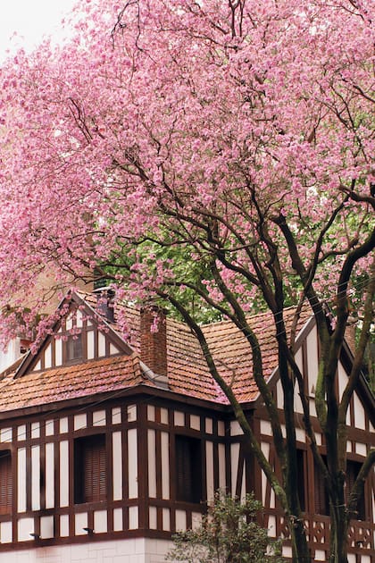 Los lapachos (Handroanthus impetiginosus) en primavera. En 3 de Febrero y Maure, Belgrano.