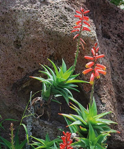 Los largos tallos tienen cerca de un centímetro de diámetro, con las hojas dispuestas en espiral; son de color verde, coriáceas, suculentas, lineales y lanceoladas, de márgenes con dientes pequeños y blancos. Las inflorescencias son simples, en racimos ascendentes de flores tubulares color naranja (verdoso amarillento en el extremo superior).