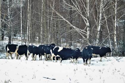 Los las vacas salvajes tomaron la conducta de los uros euroasiáticos, un pariente lejano de estos ejemplares que habitó en la zona hasta su extinción