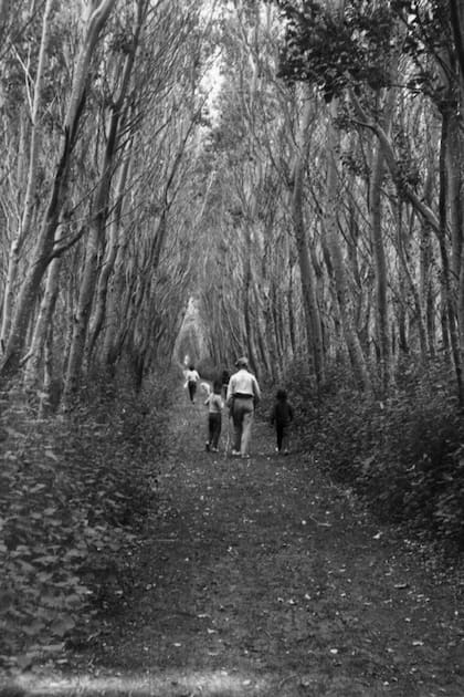 Los Leloir también forestaron la zona sembrando pinos y álamos