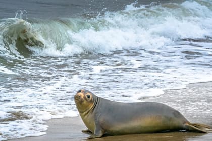 Los leones marinos están intoxicados con ácido domoico, una sustancia que se encuentra en algas peligrosas