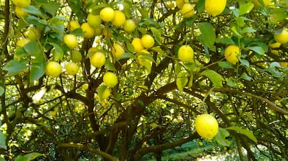 Los limones producidos en el país tienen una enorme sanidad