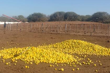Los limones se los regalan los productores que no pueden ubicar la cosecha