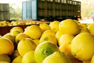 Los limones son algunos de los productos que más importan