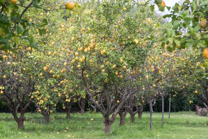 Los limones son un símbolo de la posada y subsisten desde sus inicios, cuando se pensaba que el eje del negocio sería comercializar cítricos.