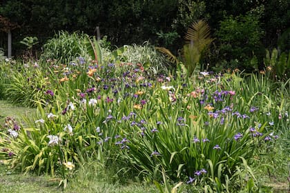 Los lirios tienen una buena resistencia a todos los cambios de temperatura.