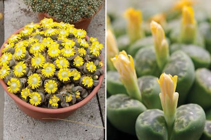 Los lithops, cuando son jóvenes, necesitan un riego regular desde la primavera hasta el comienzo del invierno.