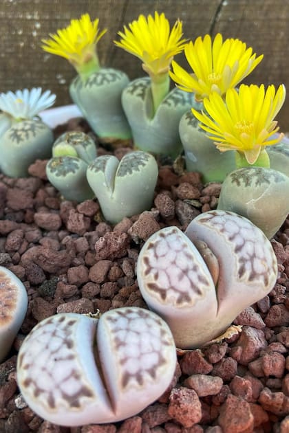 Los lithops tienen colores y texturas llamativas que van desde los grises y verdes hasta tonos rojizos y amarillos