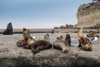 Los lobos al pie de los acantilados en Puerto Pirámides.