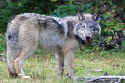 Los lobos buscan pareja dejando marcas de orina y regresan a revisarlas después de un tiempo. Crédito: Departamento de Pesca y Vida Salvaje de Oregon