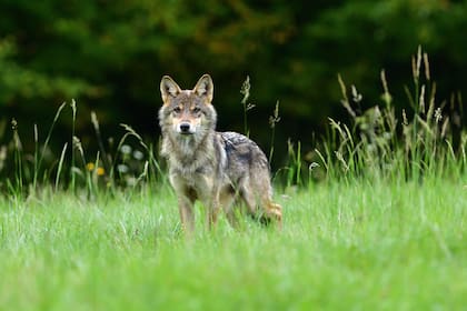 Los lobos consumen pasto para desparasitarse