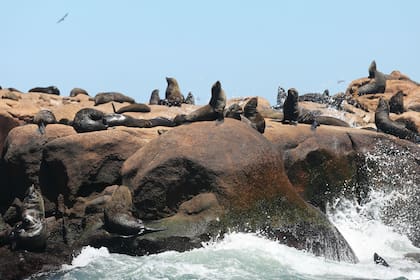 Los lobos marinos, en su hábitat natural