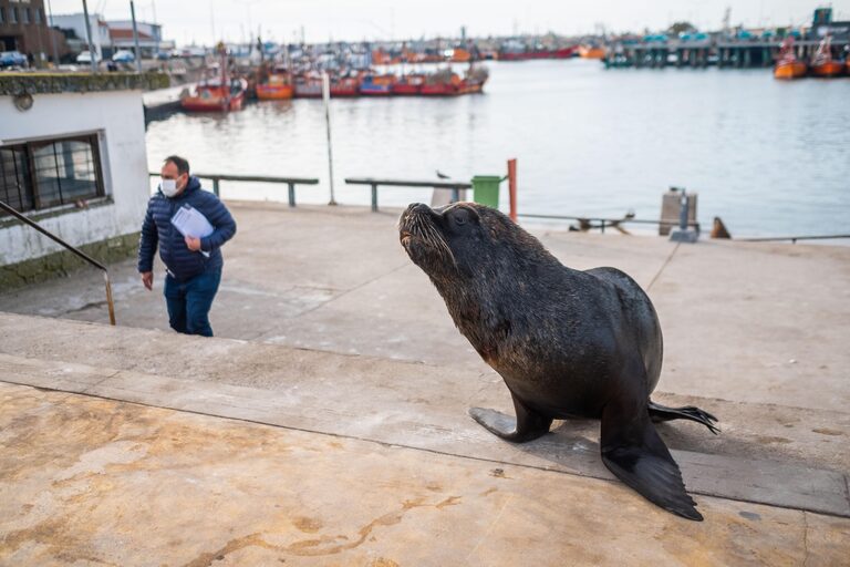El arduo plan para que los lobos marinos abandonen las calles interiores  del puerto de Mar del Plata - LA NACION