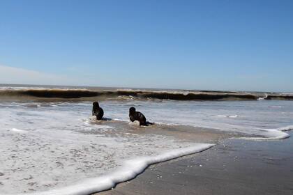 Los lobos marinos regresan al mar luego de atravesar un período de rehabilitación