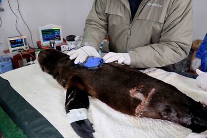 Los lobos marinos son rescatados con cortes, problemas de desnutrición o de deshidratación